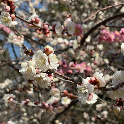 2021年2月22日（月）松坂城跡　梅開花状況