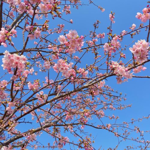 2021年2月20日(土)　笠松　河津桜開花状況　