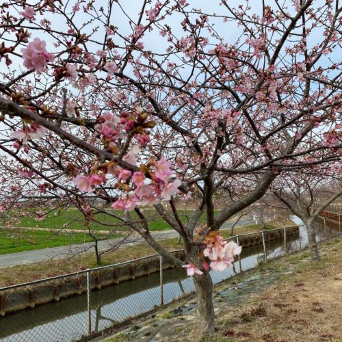 2021年2月12日(金）　笠松　河津桜開花状況　