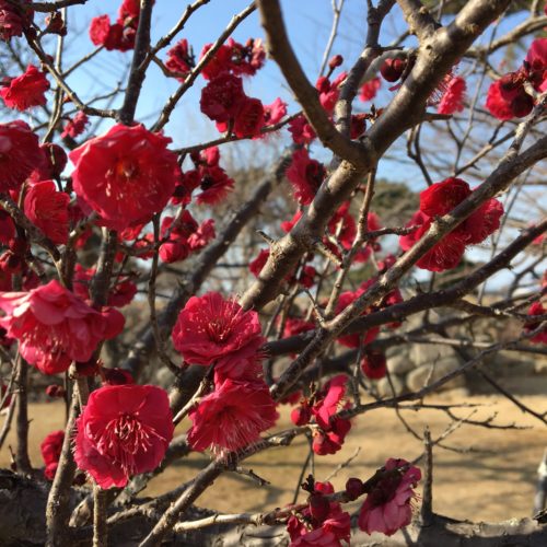 2021年2月12日(金）松坂城跡　梅開花状況
