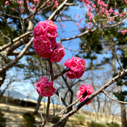 2021年3月11日（木）松坂城跡　梅開花状況