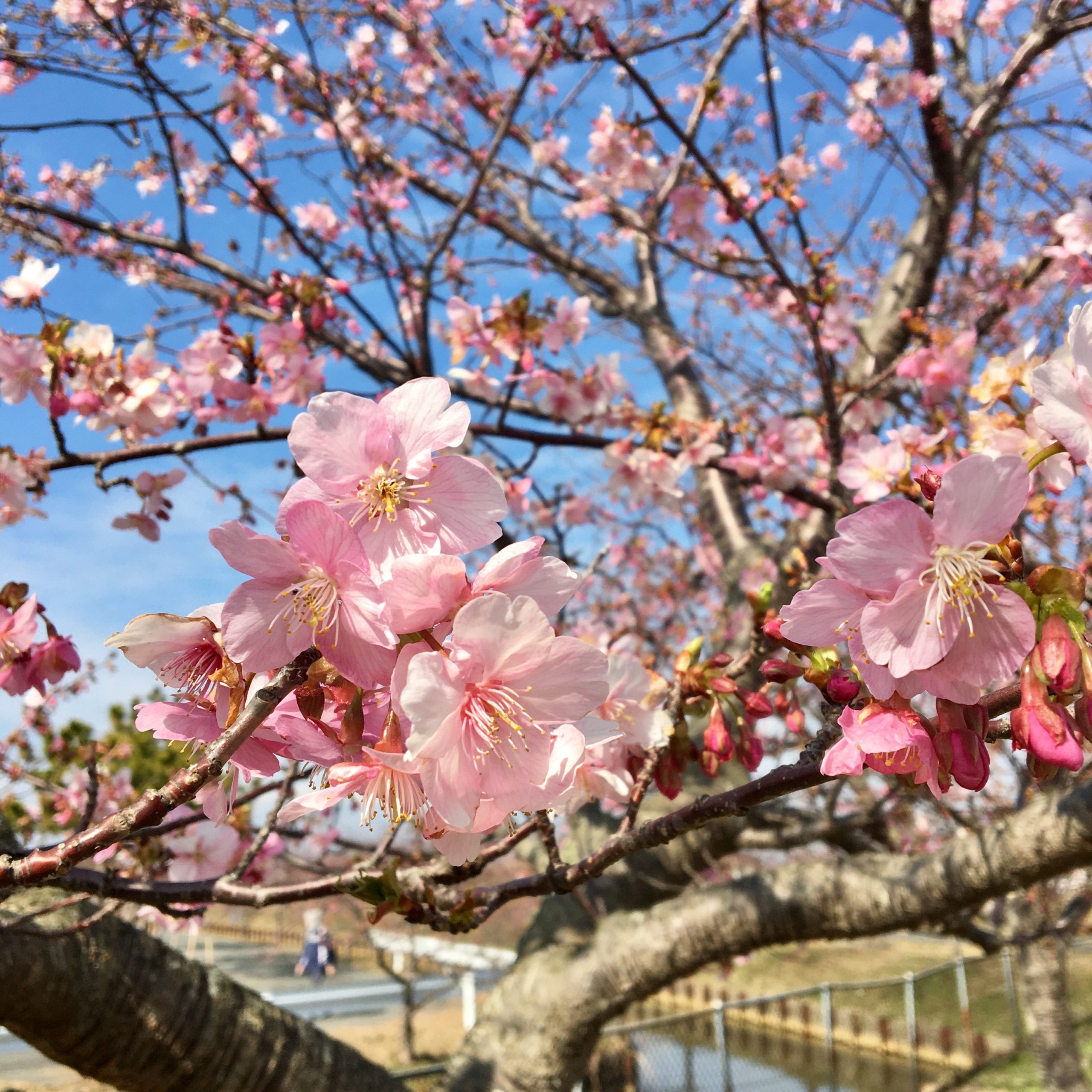 河津桜の開花状況　笠松町