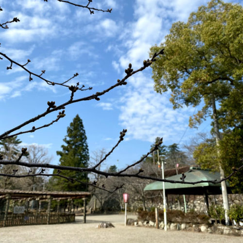 松阪市内　桜開花状況【令和3年3月16日現在】