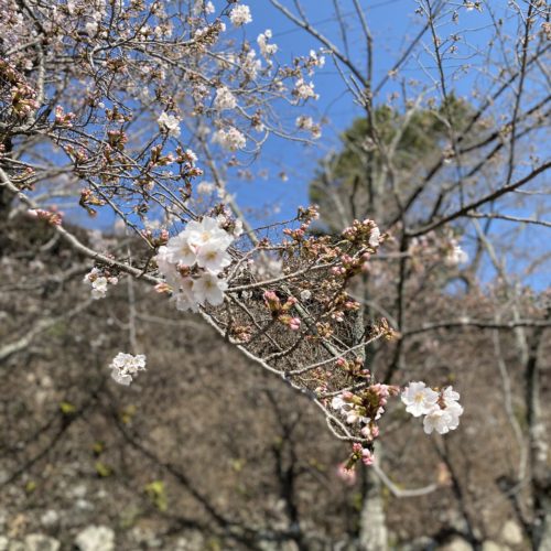 松阪市内　桜開花状況【令和3年3月25日現在】