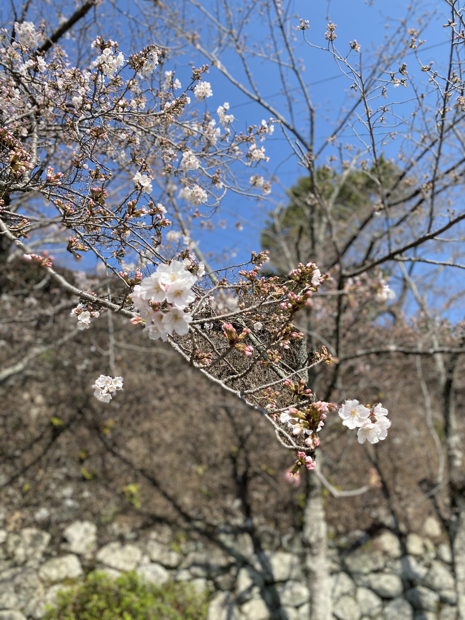 松阪市内　桜開花状況【令和3年3月25日現在】