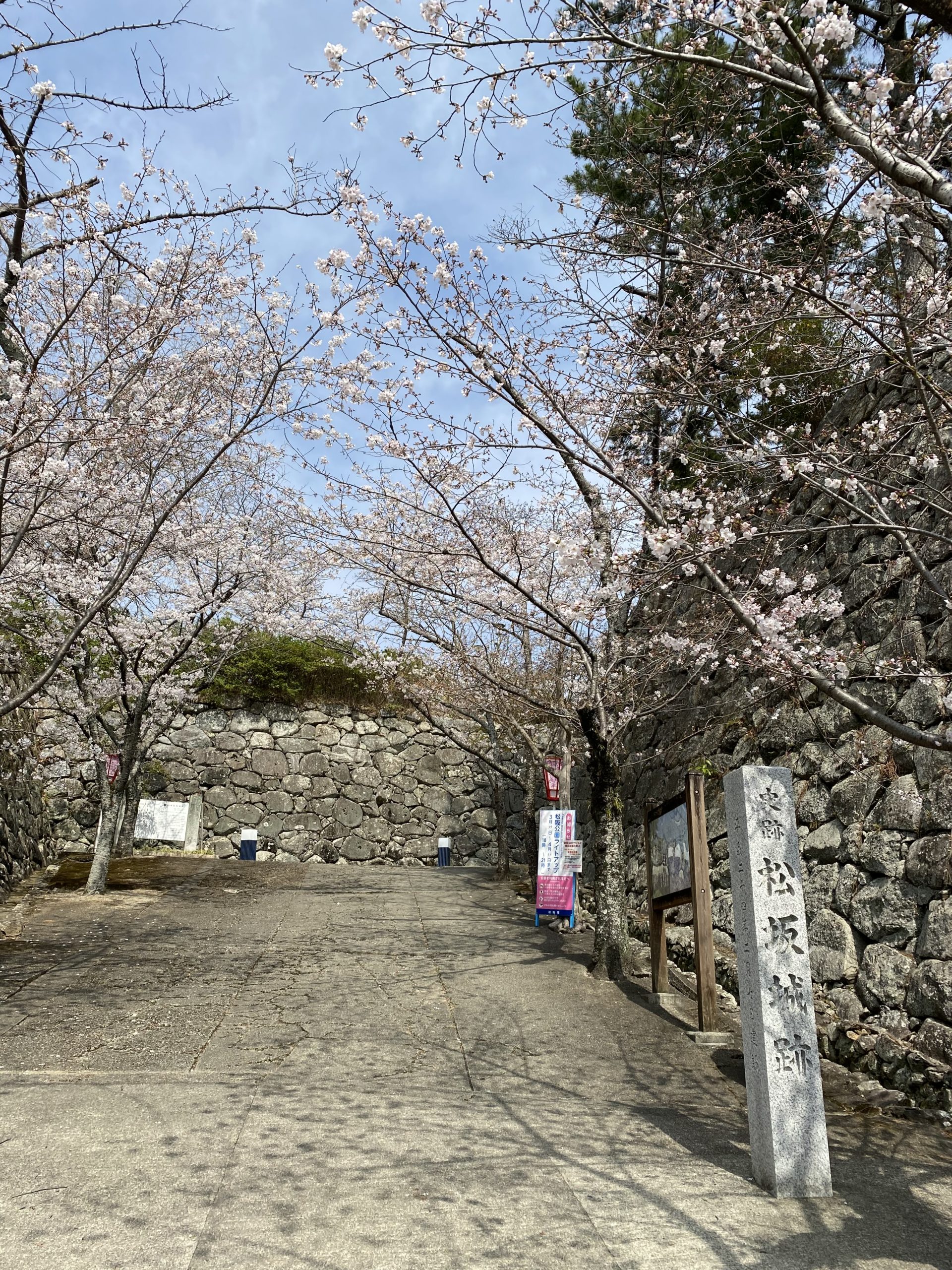 松阪市内　桜開花状況【令和3年3月27日現在】