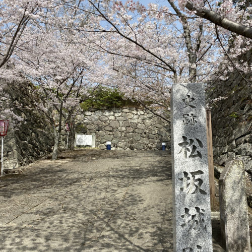 松阪市内　桜開花状況【令和3年3月30日現在】