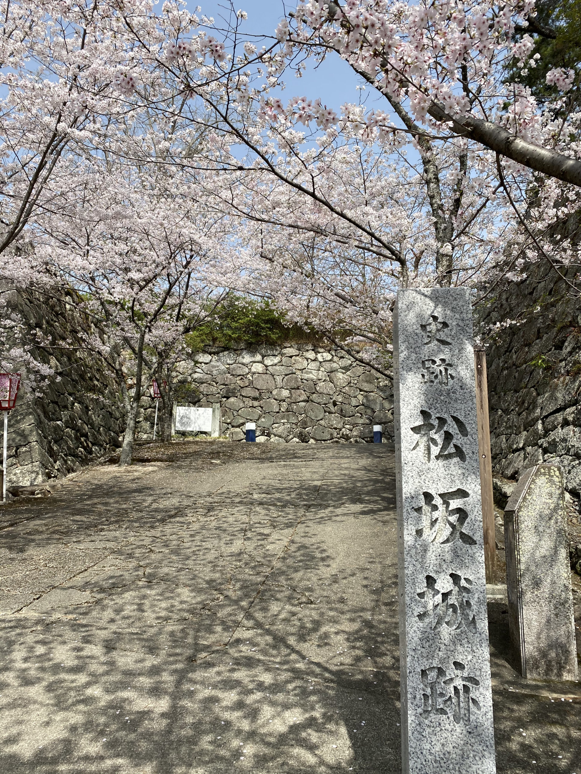 松阪市内　桜開花状況【令和3年3月30日現在】