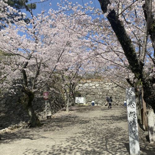 松阪市内　桜開花状況【令和3年3月31日現在】