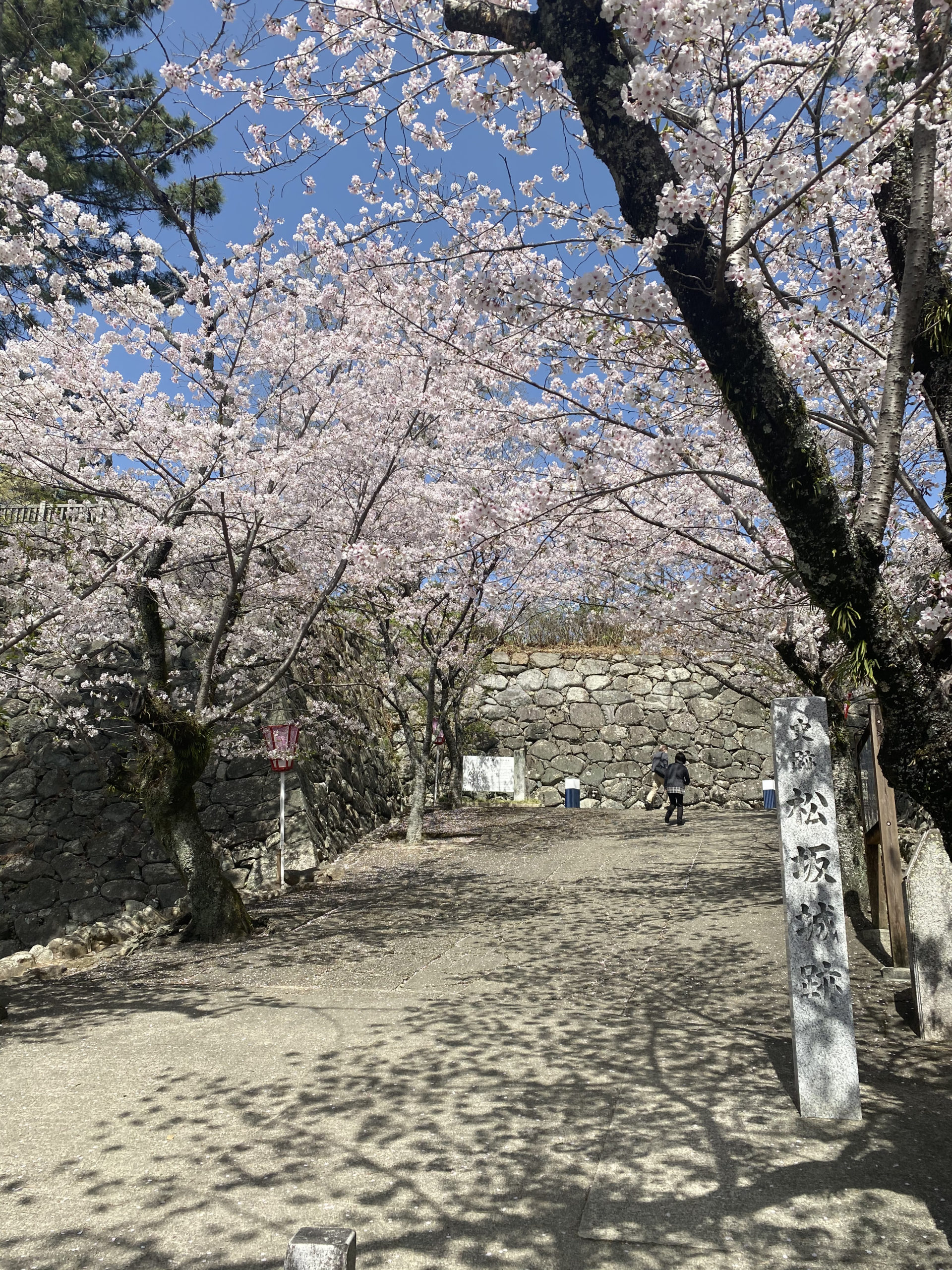 松阪市内　桜開花状況【令和3年3月31日現在】