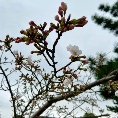 松阪市内　桜開花状況【令和3年3月20日現在】