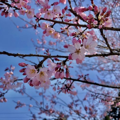2021年3月15日(月)　春谷寺　エドヒガン桜開花状況