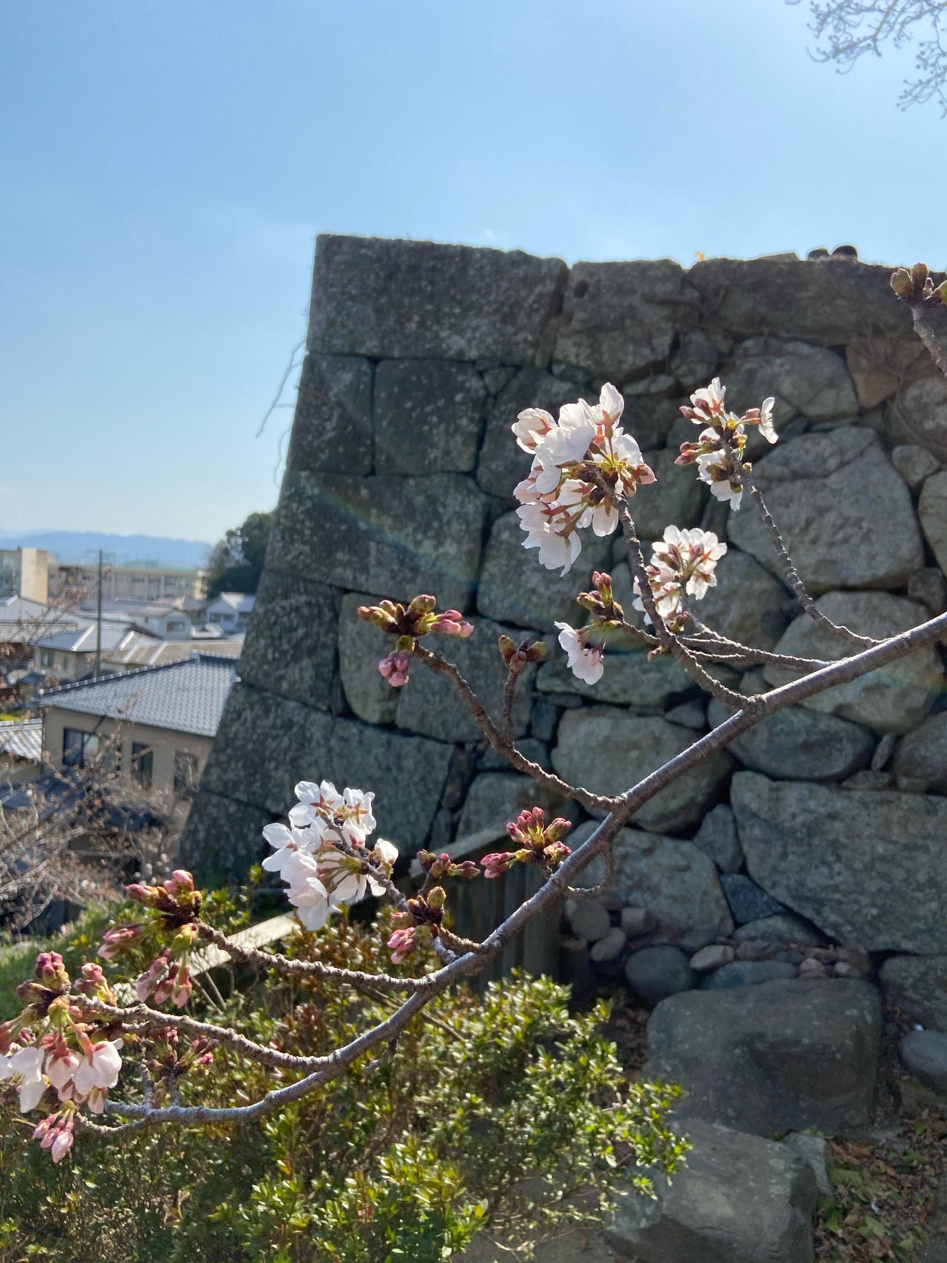 松阪市内　桜開花状況【令和3年3月26日現在】