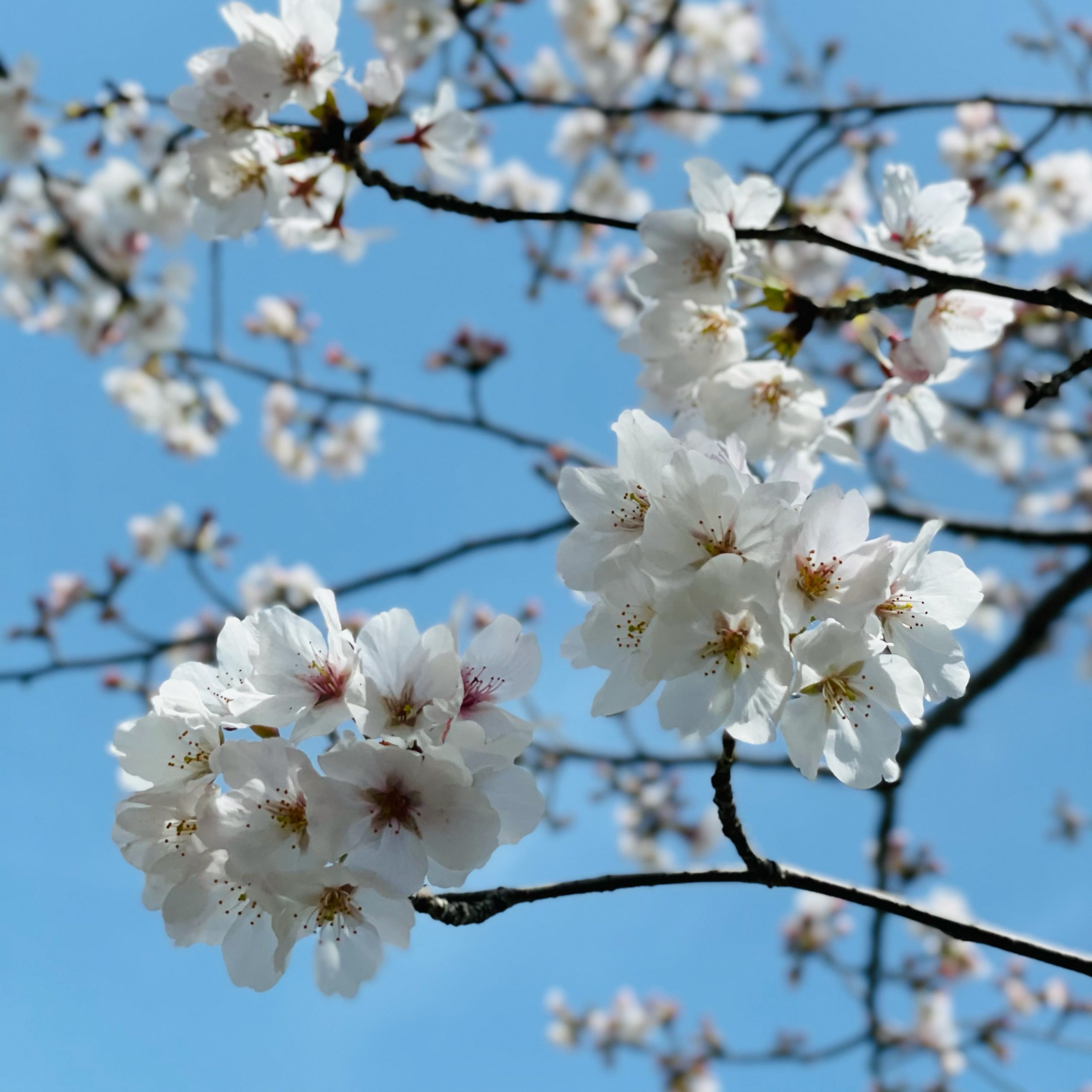 松阪市内　桜開花状況【令和3年3月29日現在】