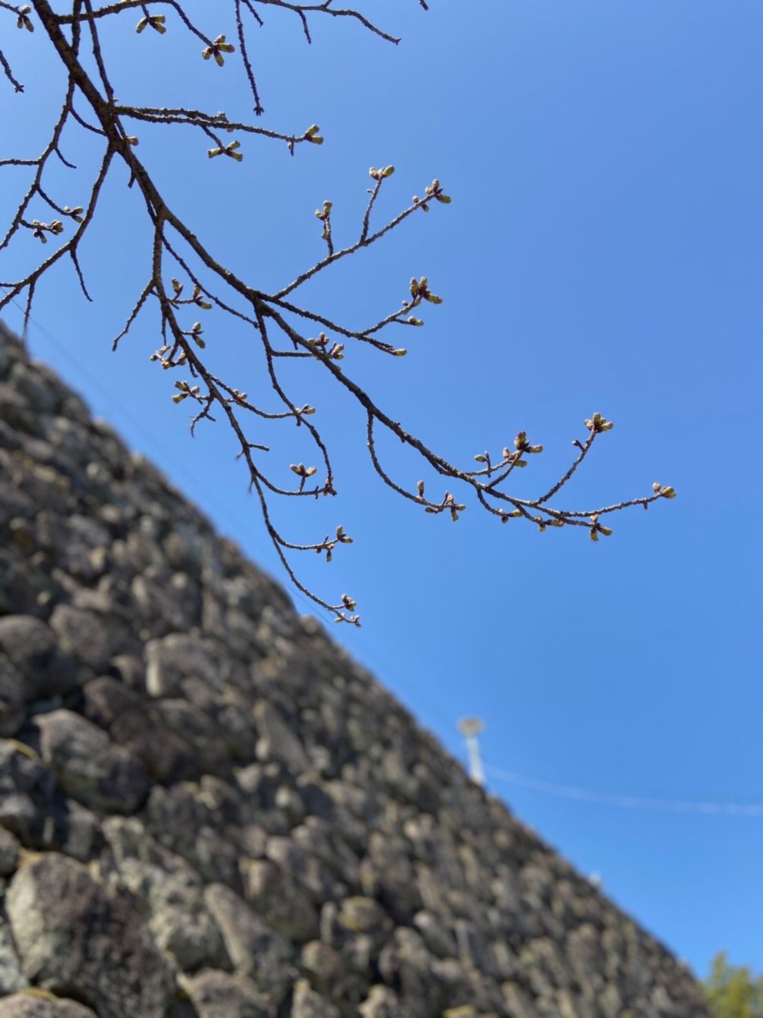 松阪市内　桜開花状況【令和3年3月18日現在】
