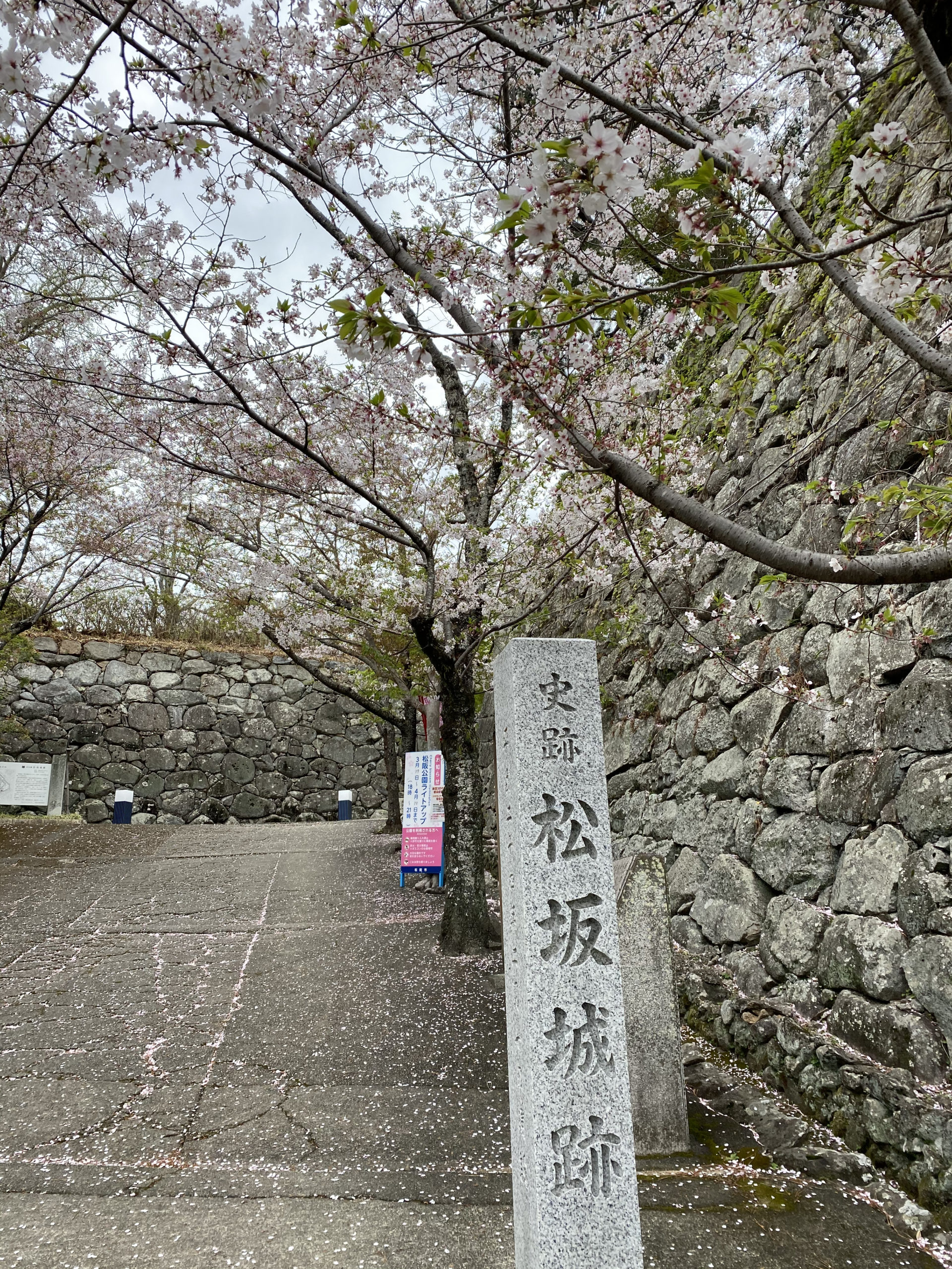松阪市内　桜開花状況【令和3年4月5日現在】