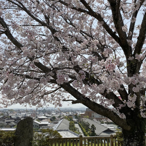 松阪市内　桜開花状況【令和3年4月1日現在】