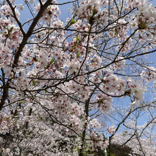 松阪市内　桜開花状況【令和3年4月2日現在】