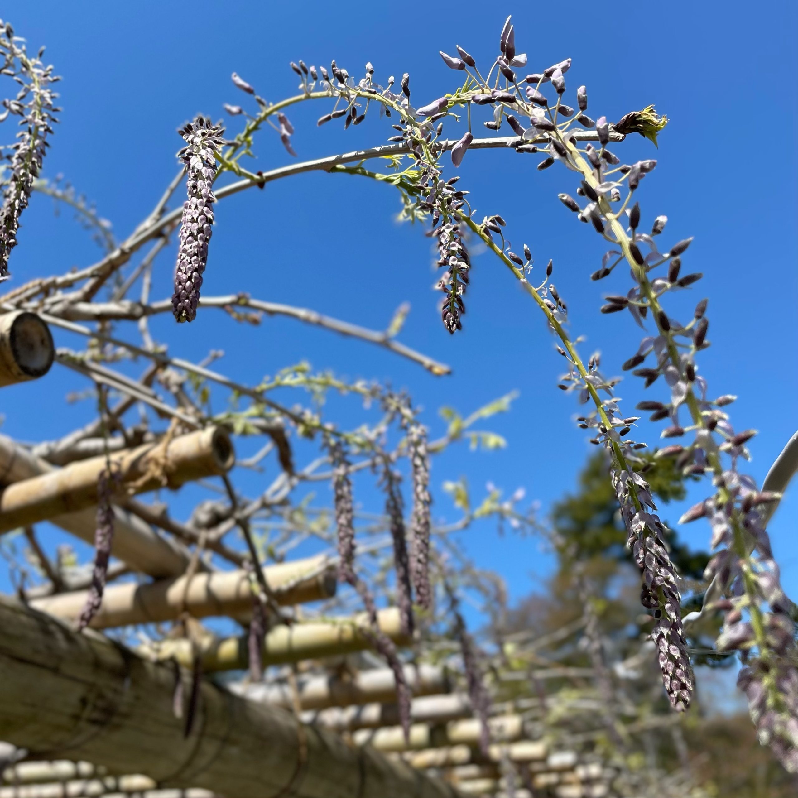 松阪公園(松坂城跡)　藤開花状況【令和3年4月10日】