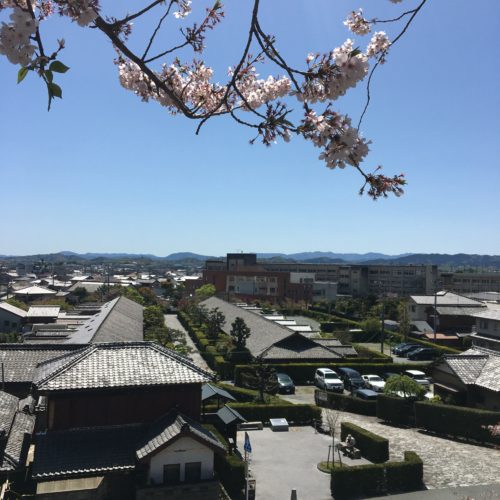 松阪市内　桜開花状況【令和3年4月9日現在】
