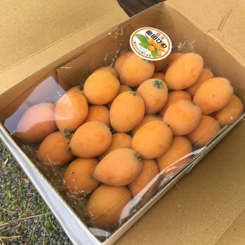 2021年島田びわの予約販売について※予約受付終了しました