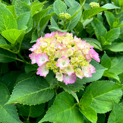 朝田寺　あじさい開花状況【令和3年5月31日現在】