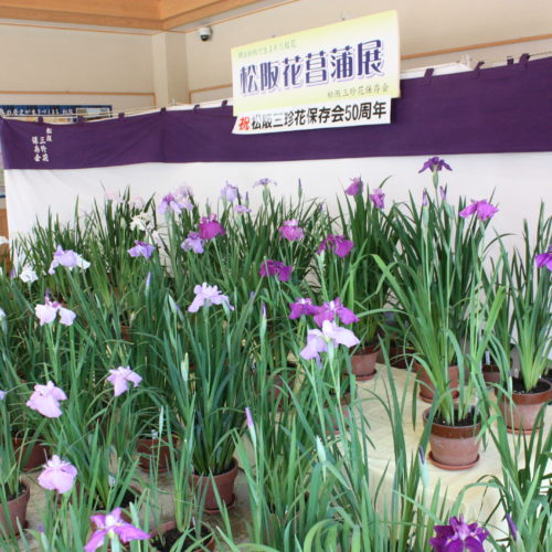 令和3年6月9日(水)～13日(日)まで「松阪花菖蒲展」開催中！