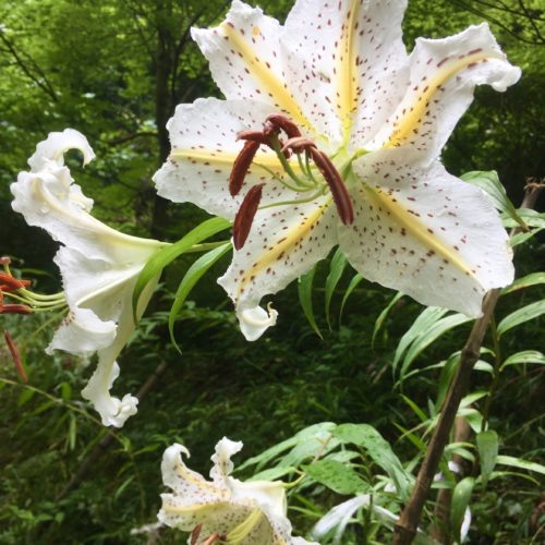 波瀬植物園　波瀬ゆりの開花状況　【令和3年7月17日】