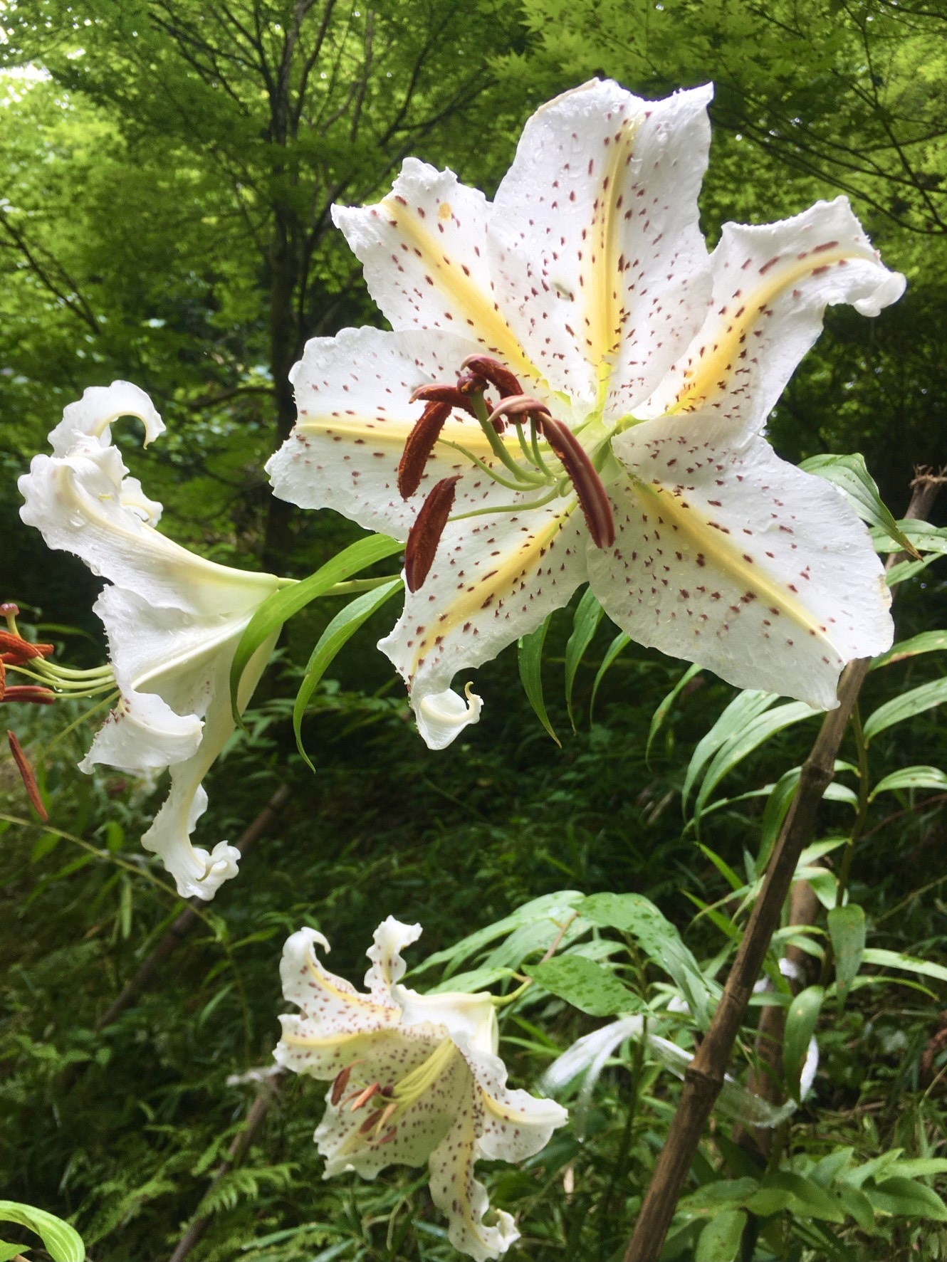 波瀬植物園　波瀬ゆりの開花状況　【令和3年7月17日】