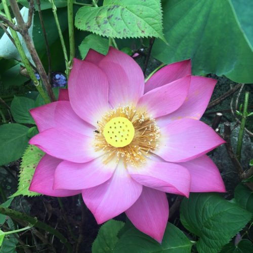 朝田寺　蓮の花　咲いています。