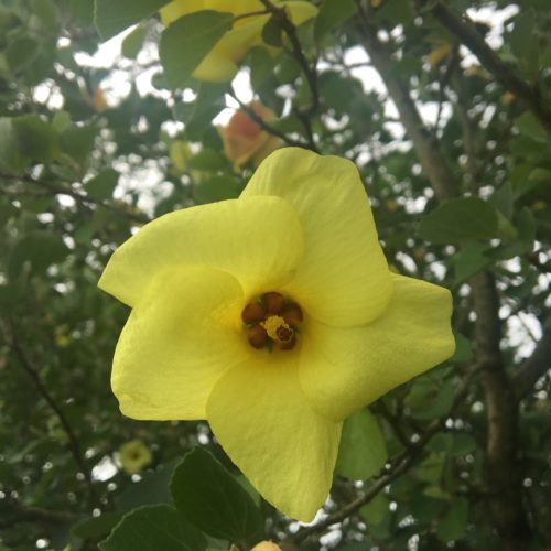 ハマボウが咲いています。