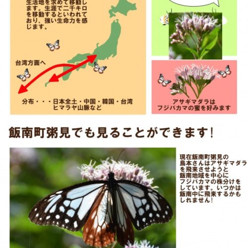 渡りチョウ『アサギマダラ』の飛来を確認