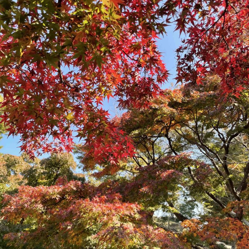 松坂城跡(松阪公園)の紅葉状況　【2021年11月15日現在】