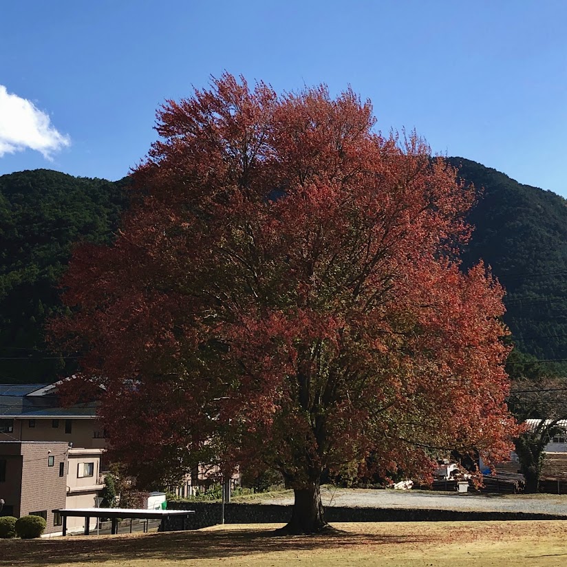 飯南町　ハナノキ　紅葉状況　【2021年11月10日現在】