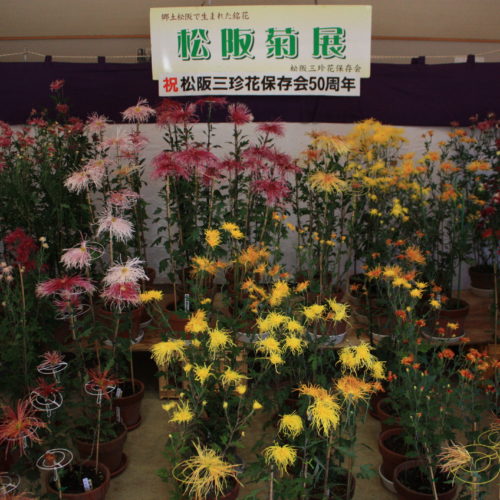 松阪三珍花保存会【松阪菊展示】11月12日（金）～11月17日（水）豪商ポケットパーク