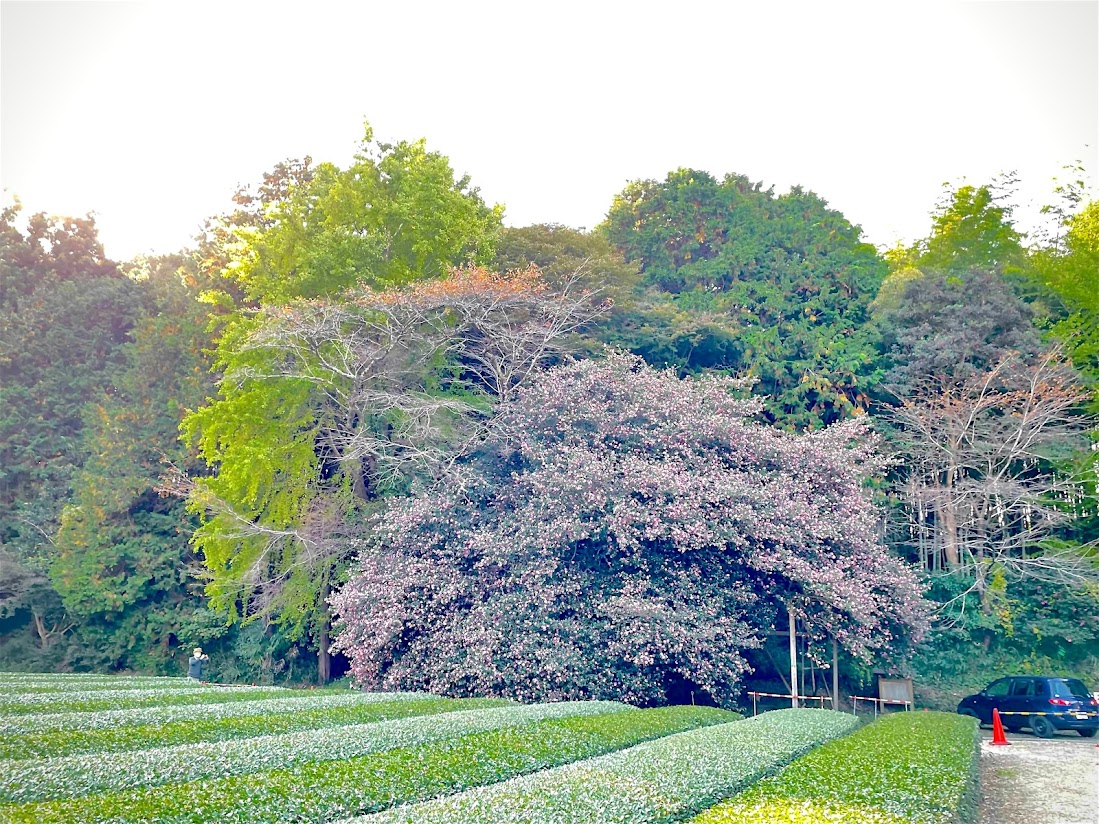 飯南町粥見　サザンカの大木　開花状況　2021/11/25