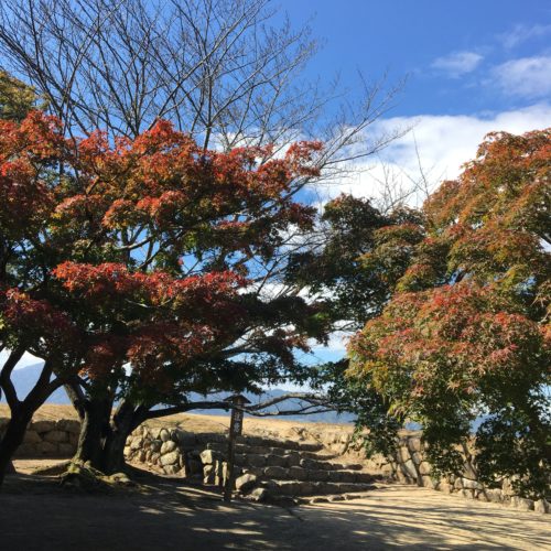 松坂城跡(松阪公園)の紅葉状況　【2021年11月5日現在】