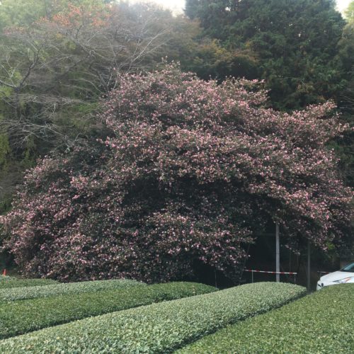 飯南町粥見　山茶花の大木　開花状況　令和3年11月21日