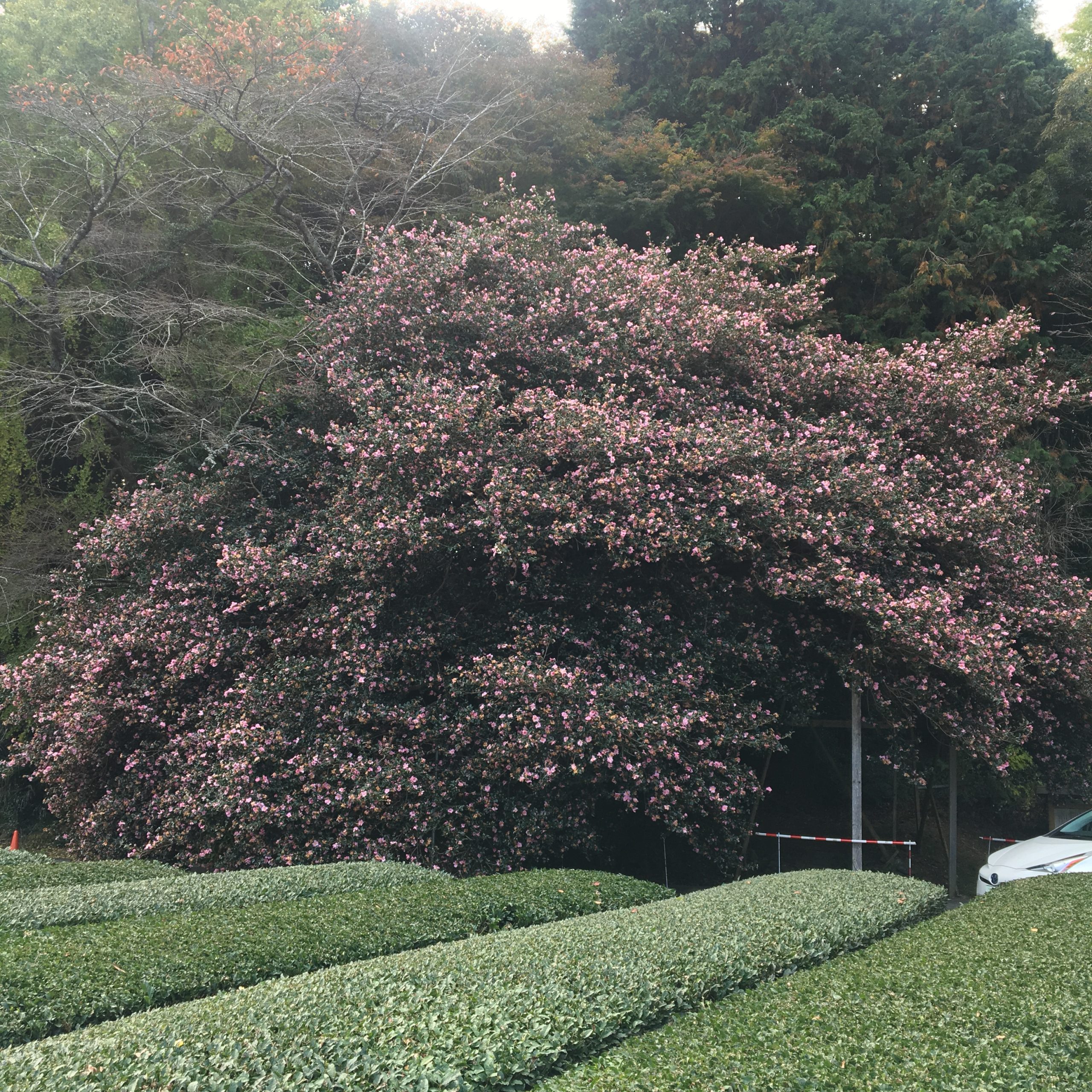 飯南町粥見　山茶花の大木　開花状況　令和3年11月21日