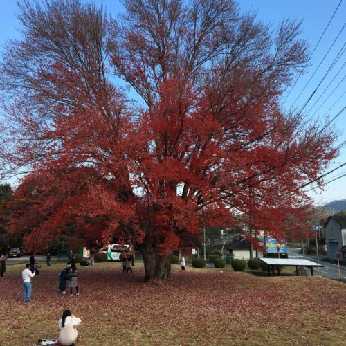 飯南町　飯南高校　ハナノキの紅葉状況　令和3年11月21日