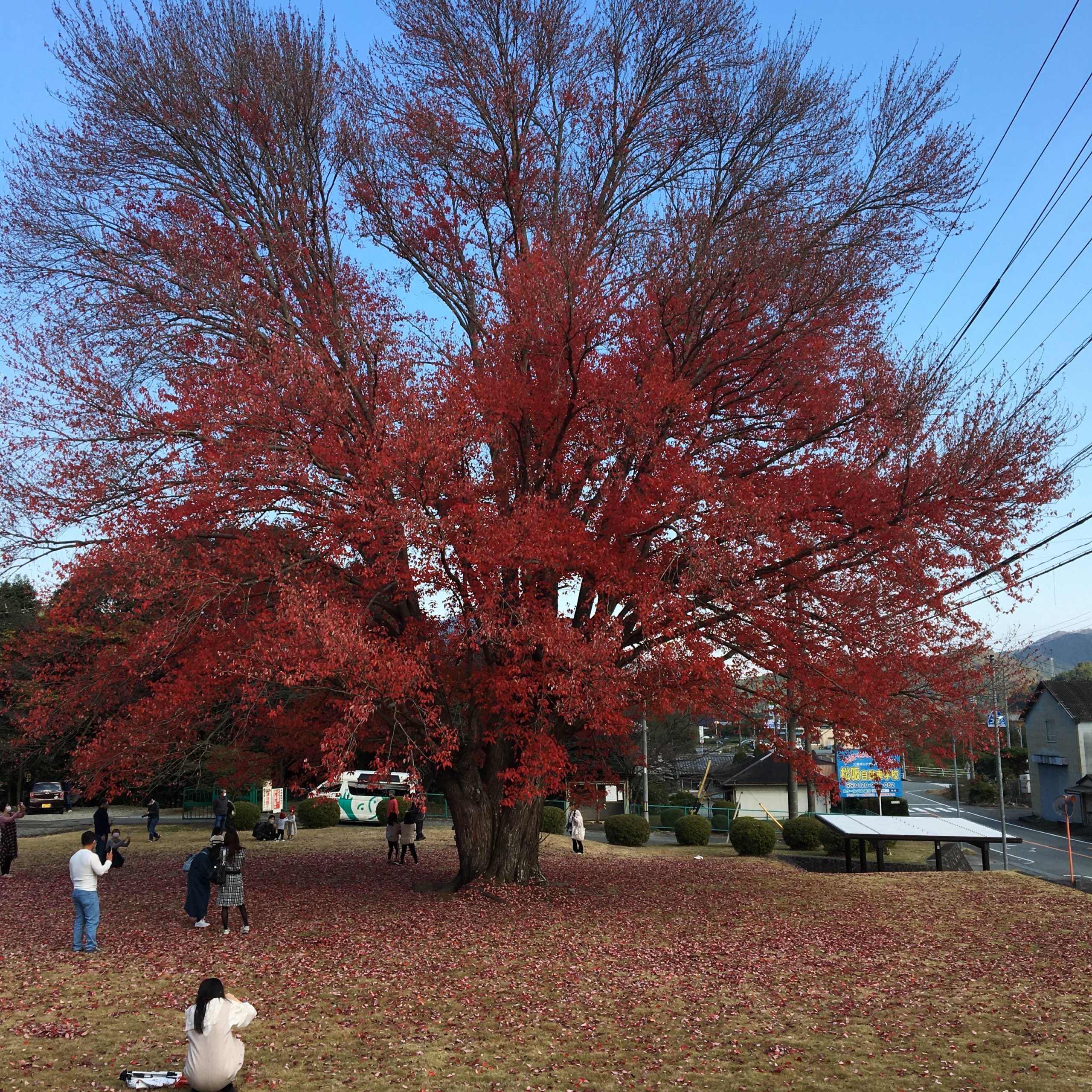 飯南町　飯南高校　ハナノキの紅葉状況　令和3年11月21日