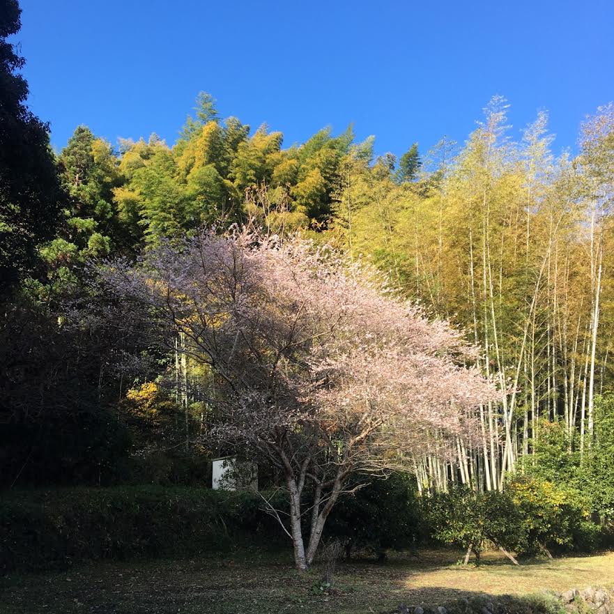 大河内城跡大手口近くの四季桜　【2021年12月1日現在】