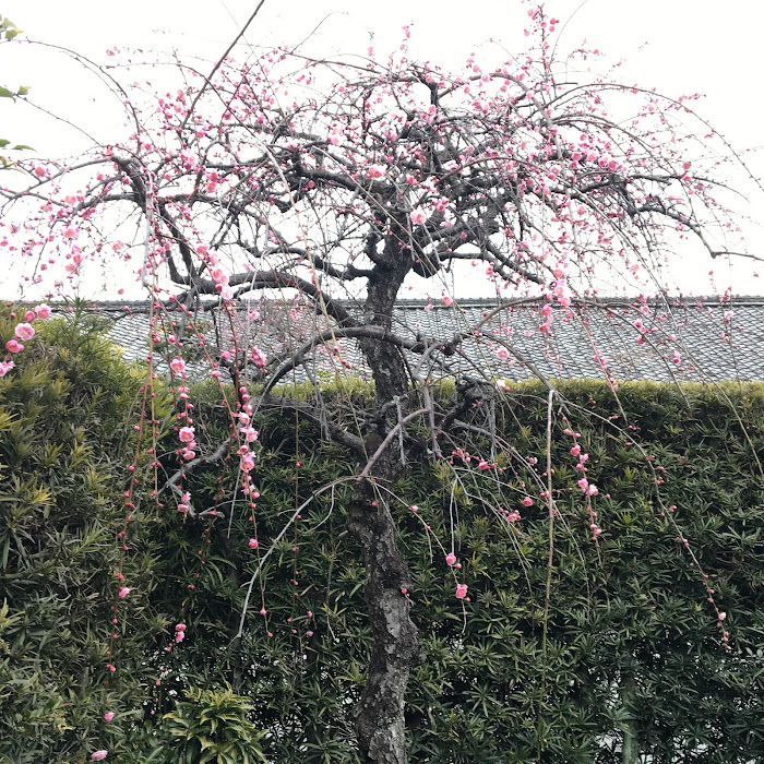 【梅　開花状況】御城番屋敷　2022年2月21日