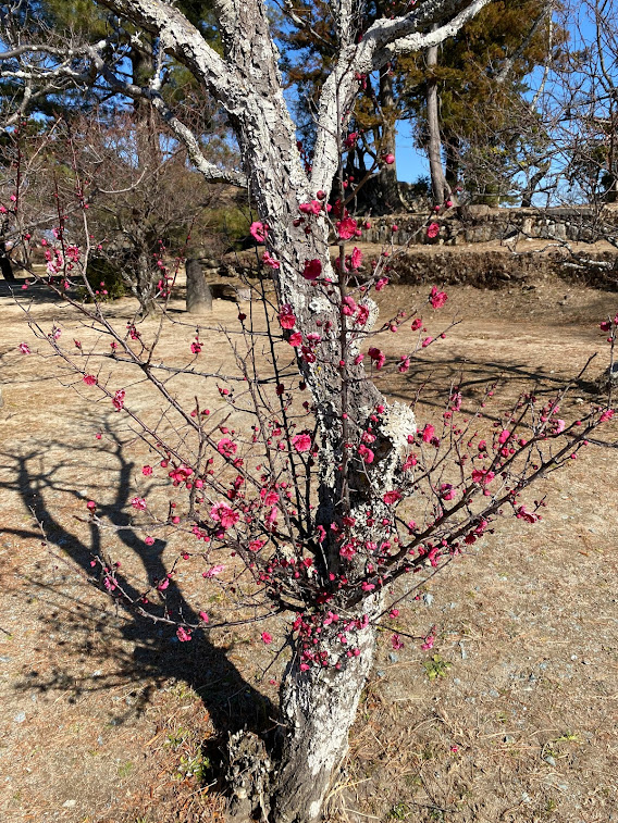 【梅開花状況】松坂城跡　2022年2月11日