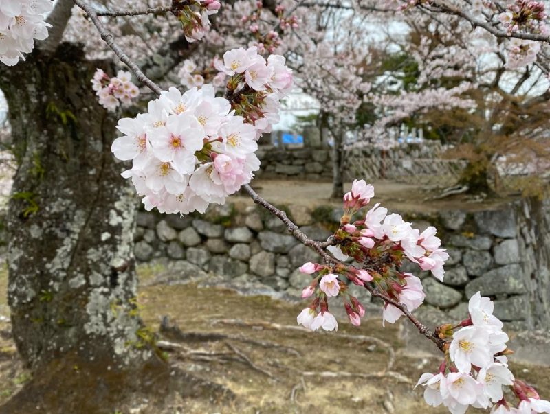 松阪市内　桜の開花状況【令和4年3月29日現在】