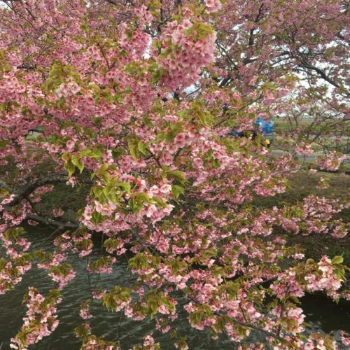 【笠松町　河津桜の開花状況】2022年3月19日
