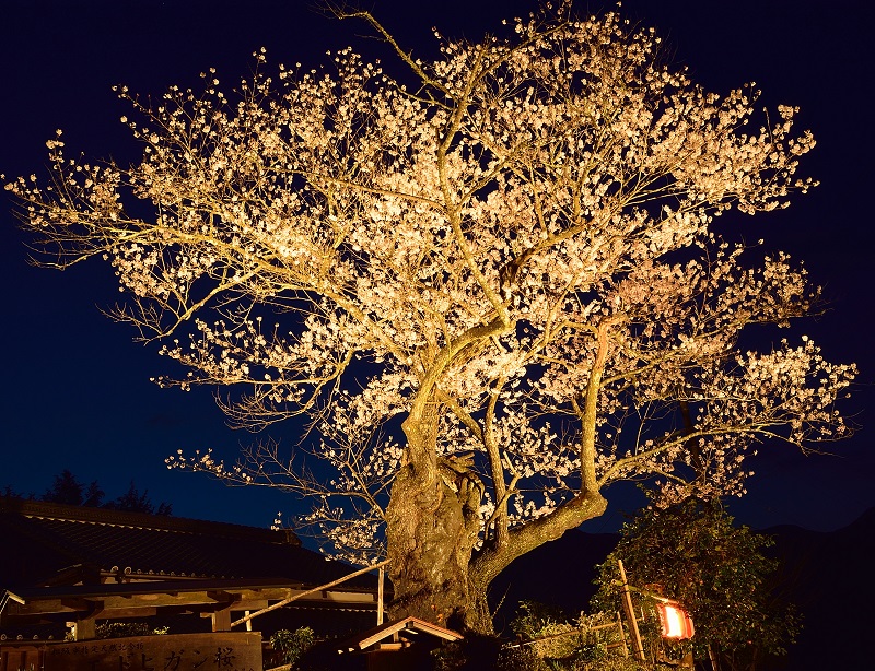 春谷寺のエドヒガン桜　開花状況　【令和4年3月24日現在】