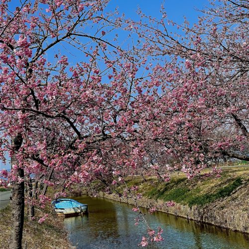 【笠松町　河津桜の開花状況】2022年3月8日