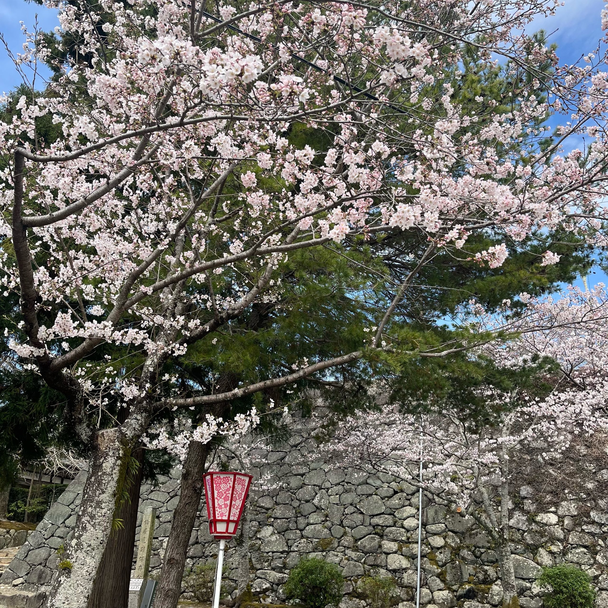 松阪市内　桜の開花状況【令和4年3月28日現在】
