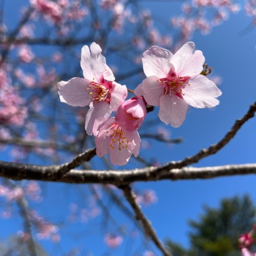 松阪市内　桜の開花状況【令和4年3月25日現在】